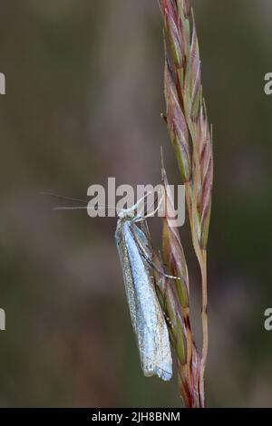 grass-veneer-moth-summer-uk-stock-photo-alamy