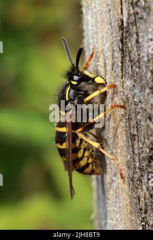 Common wasps (Vespula vulgaris) chewing wood from a branch. The chewed