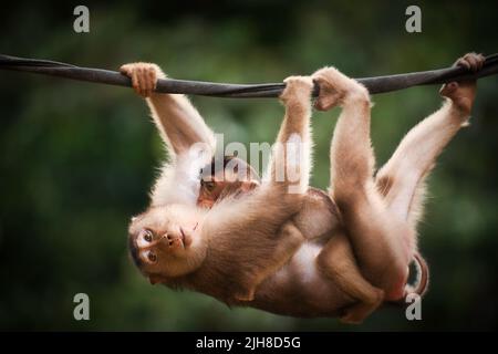 A Pig Tailed Macaque mum and baby crossing a man-made bridge over a river tributary Stock Photo