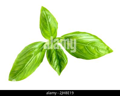 Fresh green basil leaves isolated on white background Stock Photo