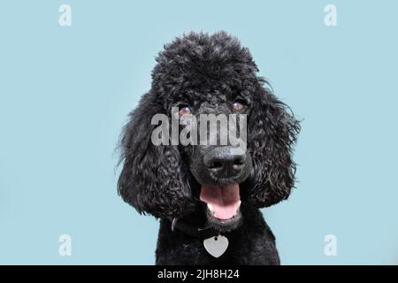 Portrait happy poodle puppy dog smiling, Isolated on blue colored background Stock Photo