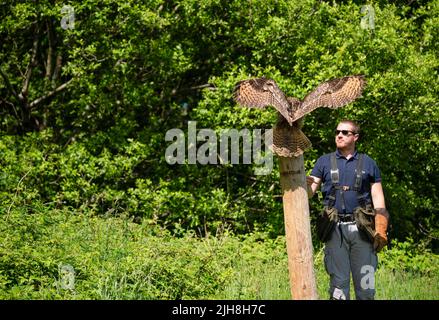a european eagle owl (Bubo bubo) Stock Photo