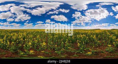 360 degree panoramic view of 360 by 180 seamless degree full spherical panorama of summer day blossomong yellow rapseed colza field in eqirectangular projection