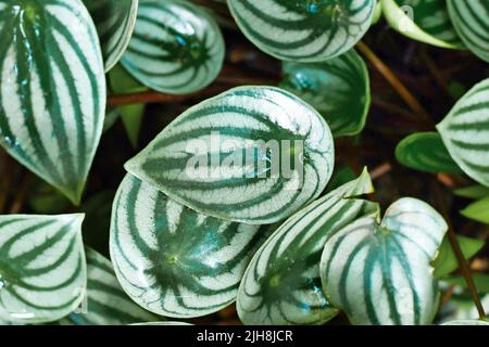 Small 'Peperomia Argyreia' plant with silver stripes on leaves Stock Photo