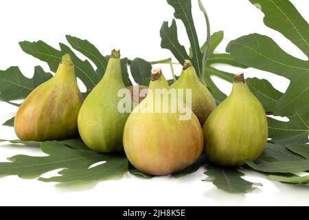 Ripe sweet figs. Fresh figs with leaves isolated on bright background. Close up view. Stock Photo