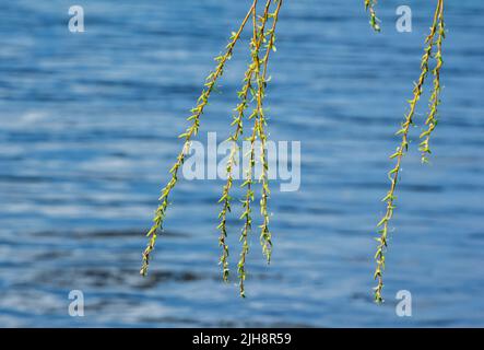 Beautiful blooming branches of willow tree with blue river water on background. Spring nature. Stock Photo