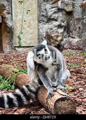 A curious ring-tailed lemur monkey sitting on tree log on the ground of its enclosure at the zoo Stock Photo