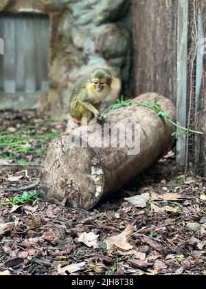 A gabon talapoin monkey sitting on a tree log in its enclosure at the zoo Stock Photo