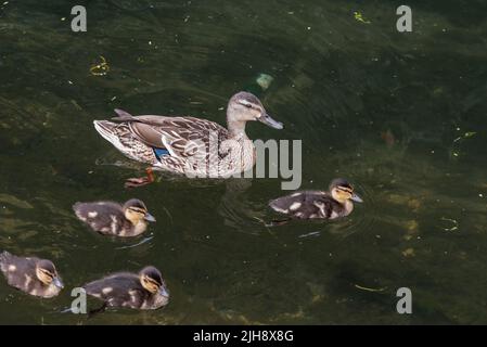 Female Mallard (Anas platyrhyncos) with ducklings Stock Photo