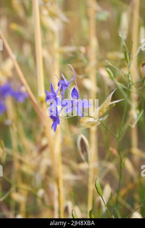 blue flowers of Consolida regalis plant Stock Photo