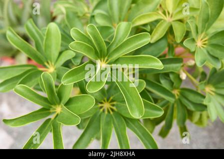 Schefflera actinophylla leaves close up Stock Photo