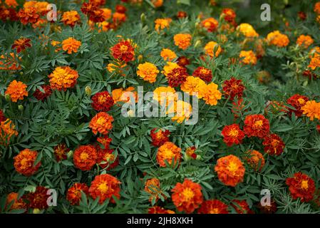 Tagetes colorful flowers Stock Photo