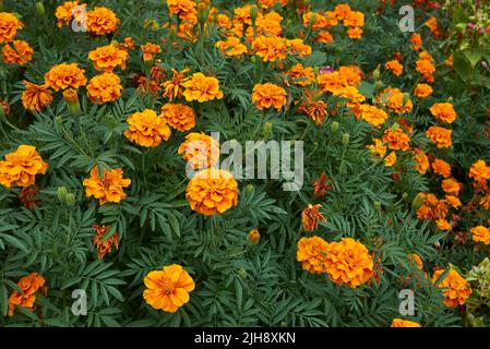 Tagetes colorful flowers Stock Photo