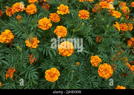 Tagetes colorful flowers Stock Photo