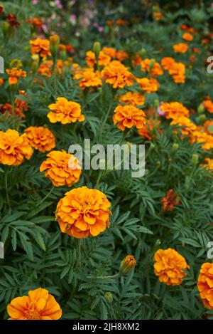 Tagetes colorful flowers Stock Photo