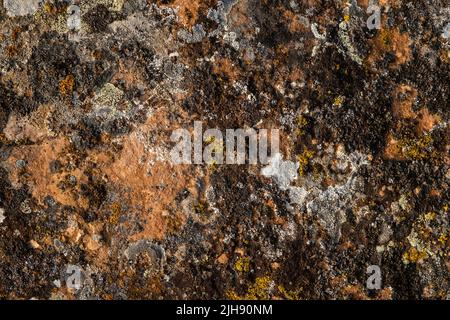 Different lichens growing on limestone Stock Photo