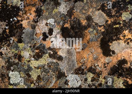 Different lichens growing on limestone Stock Photo