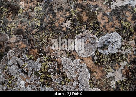 Different lichens growing on limestone Stock Photo
