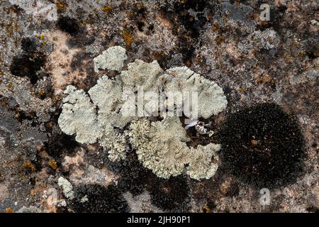 Different lichens growing on limestone Stock Photo