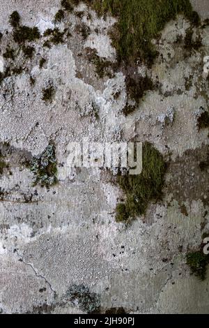 European beech (Fagus sylvatica) bark covered with moss and lichens Stock Photo