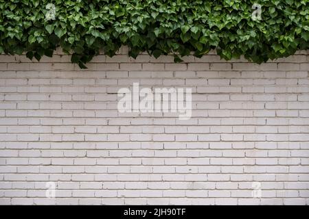 White lime washed brickwall with wall covering ivy on the top Stock Photo