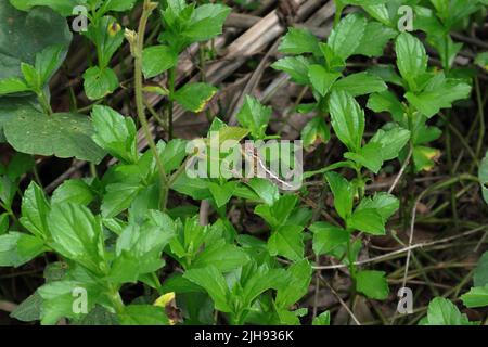 A dark skinned female oriental garden lizard walking on top of wild plants grown in the wild Stock Photo