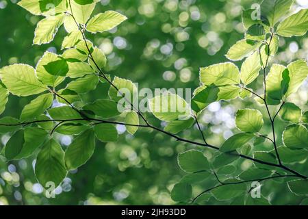 European beech (Fagus sylvatica) fresh green foliage Stock Photo