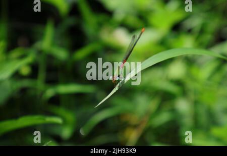 Angle view of an Orange-tailed marsh dart damselfly's face, the damselfly is on the tip of a wild grass leaf Stock Photo