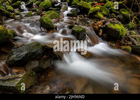 A clear stream flowing over moss-covered rocks along the Sol Duc Falls trail in Olympic National Park, Washington
