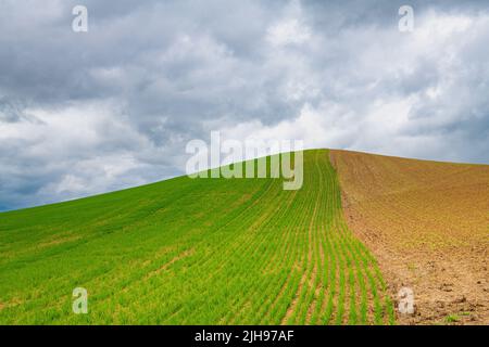 Agricultural field with a side of green rows of spring wheat and the other side of brown earth with rows of freshly sprouted plants under a stormy sky Stock Photo