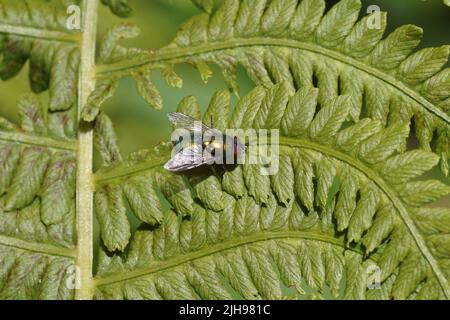 Female green bottle fly (Lucilia) of the family blow flies, Calliphoridae. On a leaf of a Ostrich fern, fiddlehead fern, shuttlecock fern Stock Photo