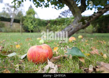 Windfall bramley cooking apples on a lawn beneath an apple tree in a UK garden Stock Photo