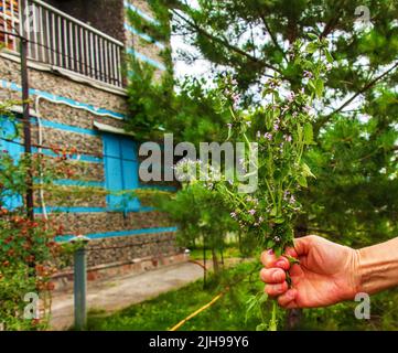 A woman holds a medicinal plant motherwort in her hand. The concept of traditional medicine. Stock Photo