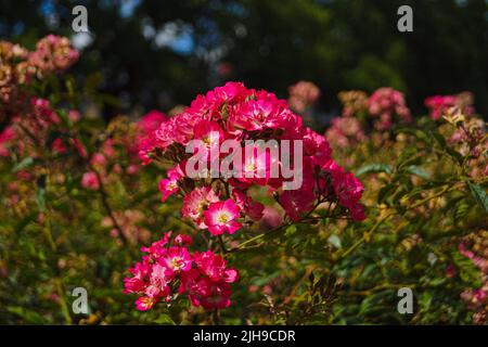 Pink rose in a rosegarden in Dresden Stock Photo