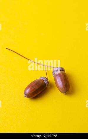two oak acorns on a yellow background. Stock Photo