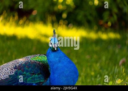 zoos under the trees in the shade a blue peacock walks Stock Photo