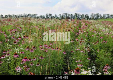 Echinacea purpurea field. Field of blooming red coneflowers, echinacea purpurea. Stock Photo