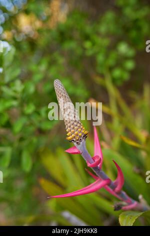 Aechmea bromeliifolia plant growing in a garden or field outdoors. Closeup of beautiful flowering plants from the bromeliads species blooming and Stock Photo