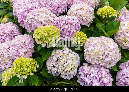 Hydrangea. Decorative hydrangeas with pink flowers in full bloom. Stock Photo