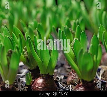 Closeup of poisonous crocus plants growing in mineral rich and nutritious soil in a landscaped and secluded home garden. Textured detail of budding Stock Photo