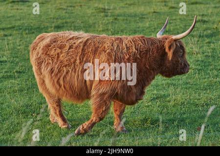 Highland cow walks on green summer field.Shaggy bovine with red fur strolling in the meadow. Side view of Isolated bull with long horns moving away Stock Photo