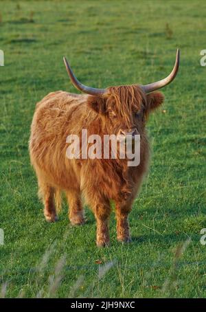 Highland cattle standing in a lush green paddock Stock Photo - Alamy