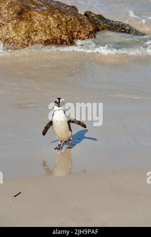 Portrait of a penguin standing in shallow sea water with copy space. One flightless and endangered black footed or Cape penguin species at a sandy Stock Photo