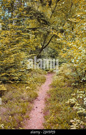 Dirt path winding through a lush garden, forest or park with green trees and plants in a natural environment. Scenic and peaceful landscape of a Stock Photo