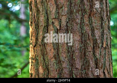 Moss and algae growing on a big tree trunk in a park or garden outdoors. Closeup of brown wooden texture on old bark in a natural landscape on a sunny Stock Photo