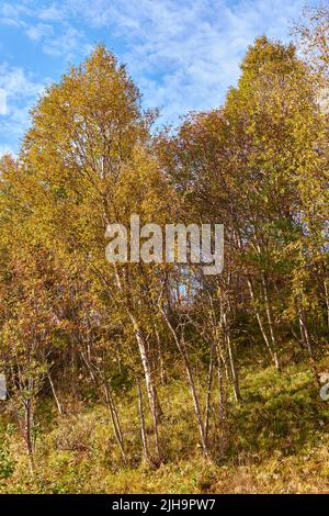 Bright deserted woods with lush orange scenery and flora. Trees in an autumn forest in nature against a cloudy blue sky with copyspace. Secluded Stock Photo