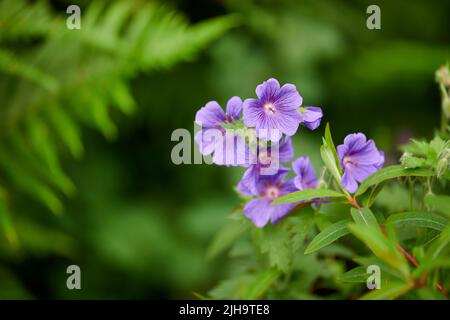 Geranium flowers grow in a backyard garden in summer. Beautiful violet flowering plant blooming on a field or meadow during springtime. Pretty Stock Photo