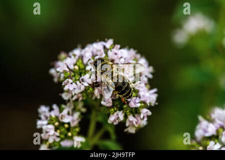 A bee collects pollen from a flower. A bee sits on a flower on a blurred background Stock Photo