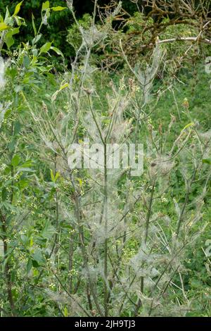 a summer thistle covered in spider web from a Bowl and doily spider Stock Photo