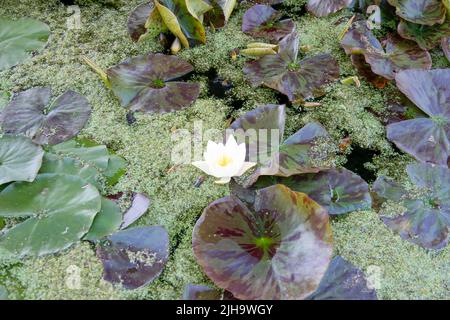 detailed close up of Indian, Sacred or Simply lotus (Nelumbo nucifera) Stock Photo